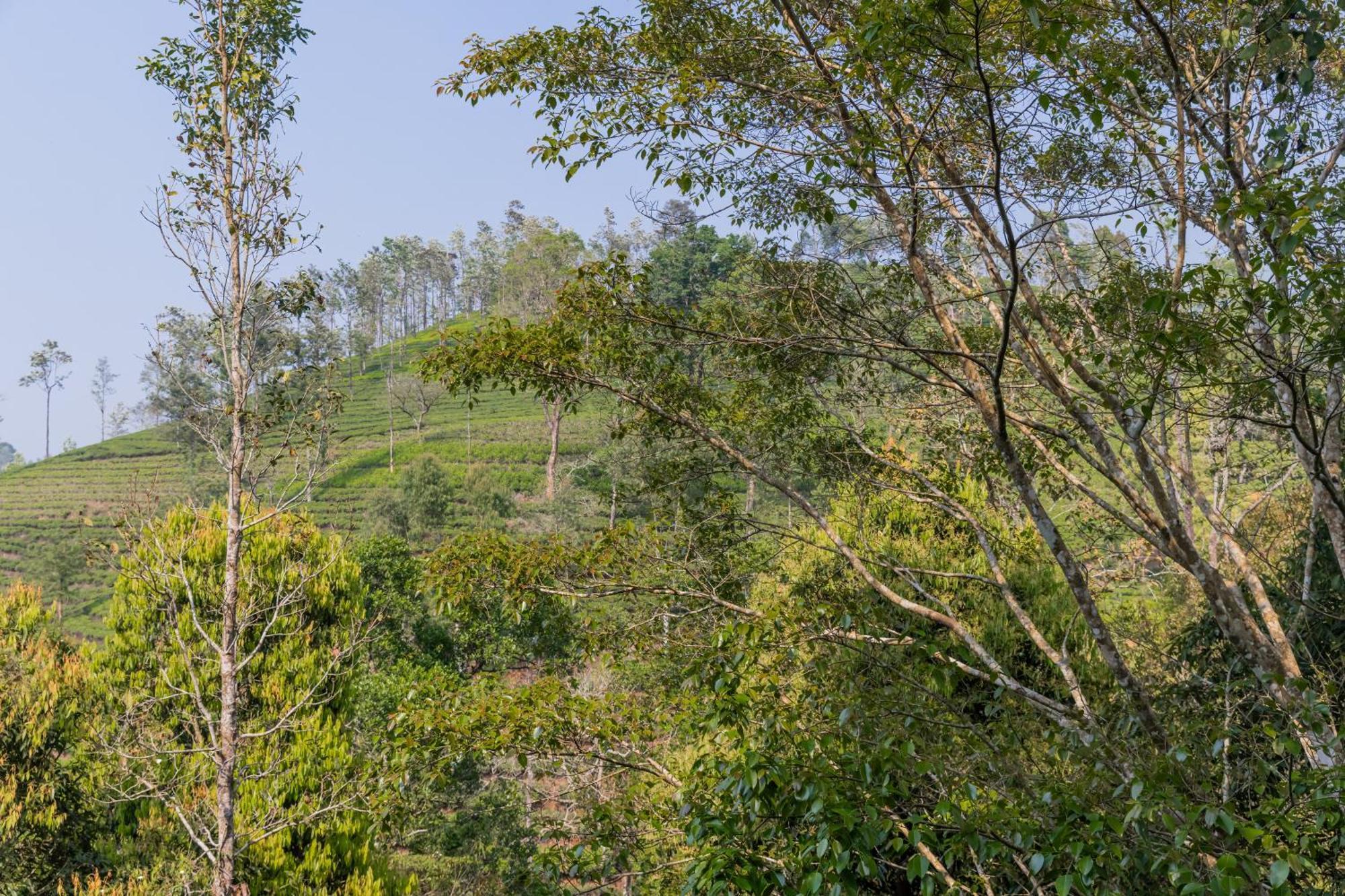 Flora सहारा 5*